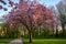 Scenic springtime view of cherry blossom trees on a fresh green lawn in a park