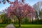 Scenic springtime view of cherry blossom trees on a fresh green lawn in a park