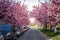 Scenic Springtime View of a City road Lined by Beautiful Sakura Trees in Blossom