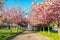 Scenic Springtime View of a Winding Garden Path Lined by Beautiful Cherry Trees in Blossom in Turin, Italy