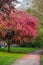 Scenic Springtime View of a Winding Garden Path Lined by Beautiful Cherry Trees in Blossom at Whitworth Park in Manchester