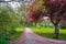 Scenic Springtime View of a Winding Garden Path Lined by Beautiful Cherry Trees in Blossom at Whitworth Park in Manchester