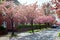 Scenic springtimeview of beautiful pink cherry sakura trees in blossom in a city. Blooming beauty on sunny spring day.