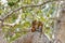 Scenic Squirrel Eating in the Tree