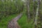 Scenic State Park in Northern Minnesota on a Cloudy Day