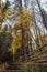 Scenic stone stairs among rusty colors foliage