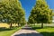 Scenic straight avenue with lush green trees in summer in rural landscape