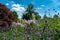 Scenic summer flower bed featuring several white yucca filamentosa, phloxes, thistles and lavender