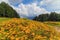 Scenic summer landscape of Caucasus mountains with yellow growths of blooming azalea. Khmelyovskiye Lakes, Krasnaya Polyana, Sochi