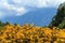 Scenic summer landscape of Caucasus mountains with yellow growths of blooming azalea. Khmelyovskiye Lakes, Krasnaya Polyana, Sochi