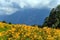 Scenic summer landscape of Caucasus mountains with yellow growths of blooming azalea. Khmelyovskiye Lakes, Krasnaya Polyana, Sochi