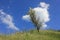 Scenic summer landscape with a lonely wild olive tree on the hill and blue sky with white clouds