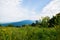 Scenic Summer Landscape on Overlook Drive Shenandoah National Pa