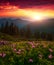 Scenic summer scenery, vertical summer dawn landscape, amazing blooming pink rhododendron flowers