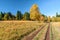 Scenic sunny countryside landscape of Caucasus golden autumn mountain forest with yellow leave birch tree on glade and rural lane