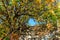 Scenic sunny golden autumn landscape with stairs leading upwards under tree with yellow foliage under blue sky. Karadag, Crimea