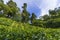 Scenic sunrise with green leaf on the hillside