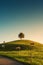 Scenic of sunrise over lonely tree on hill with herd of cow grazing grass in rural scene at Hirzel, Switzerland