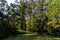 Scenic swamp vista at a historic plantation near Charleston