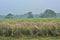 Scenic tall grasslands in Chitwan National Park in Nepal