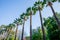 Scenic tall palm trees in Nicosia city public park