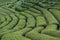 Scenic tea bushes rows at Trabzon