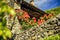 Scenic traditional provencal stone medieval wall with red flowers and blue sky above in Menerbes, one of most beautiful villages