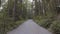 Scenic Trail in the Canadian Rain Forest.