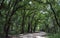 Scenic trail in Mayfield park, Austin