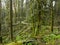 Scenic Trail Through Oregon Forest Park