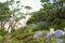 Scenic Trail towards cathedral Cove in New Zealand