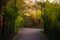 Scenic Trail in the Woods with green vibrant trees. Sunny Spring Season.