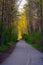 Scenic Trail in the Woods with green vibrant trees. Sunny Spring Season.