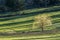 Scenic tree in pasture.