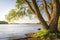 Scenic tree on shore of lake at warm summer evening. Landscape of river bank with tree trunk and clear sky