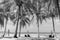 Scenic tropical beach with palm trees and hammock, monochrome. Idyllic resort background, black and white.