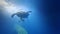 Scenic underwater photography. Shark and big turtle swim. Underwater world