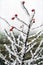 Scenic vertical close up of icy branch of dogrose berry bush frozen at winter wind on white nature background