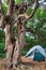 Scenic vertical landscape of camping tent in forest at summer with weird juniper tree trunk on foreground
