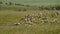 Scenic video of many sheep on hills eating grass