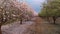 Scenic view of almond grove blooming