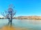 The scenic view with alone tree in the Lake Hume at Apex park, Albury, New South Wales, Australia.