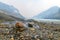 Scenic view of Athabasca Glacier at Columbia Icefield, Japser Na