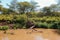 Scenic view of Athi River at Nairobi National Park, y