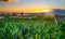 scenic view of banana plantation on Tenerife against sky