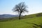 Scenic view of bare tree on green hills in Tuscan countryside