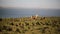 Scenic view of beautiful nature. The herd of wild icelandic horses running in gallop through the field.