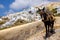 Scenic view of beautiful Oia village and donkey, Santorini