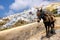 Scenic view of beautiful Oia village and donkey, Santorini