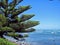 Scenic view of big Norfolk pine tree on seashore under clear sky in Taranaki, New Zealand